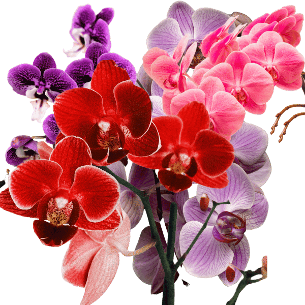 Flower 3