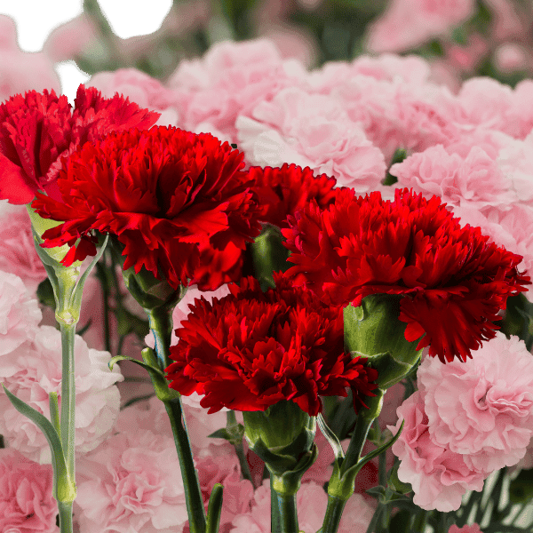 Flower 6