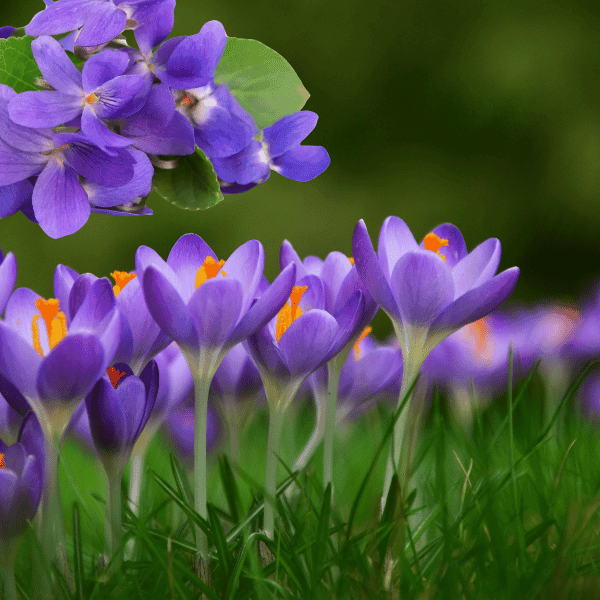 Flower 8