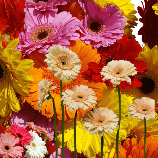 Gerbera