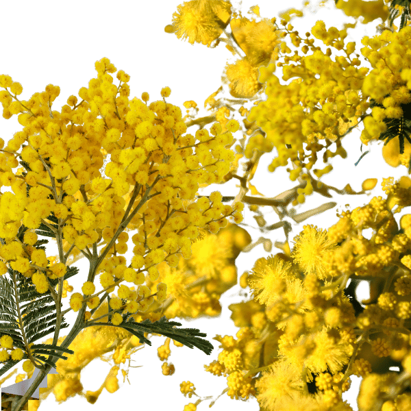 Mimoza